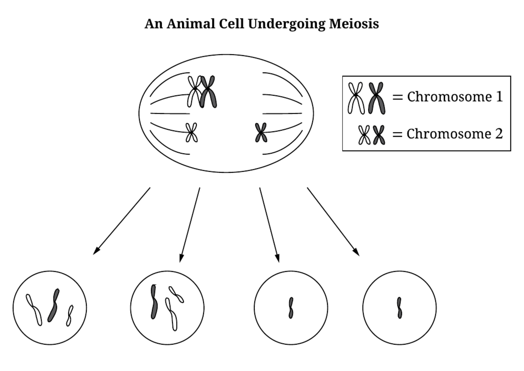 FRQ 4 meiosis diagram showing Chromosome 1 nondisjunction in an animal cell and four gametes, two containing both Chromosome 1 homologs and two containing no Chromosome 1