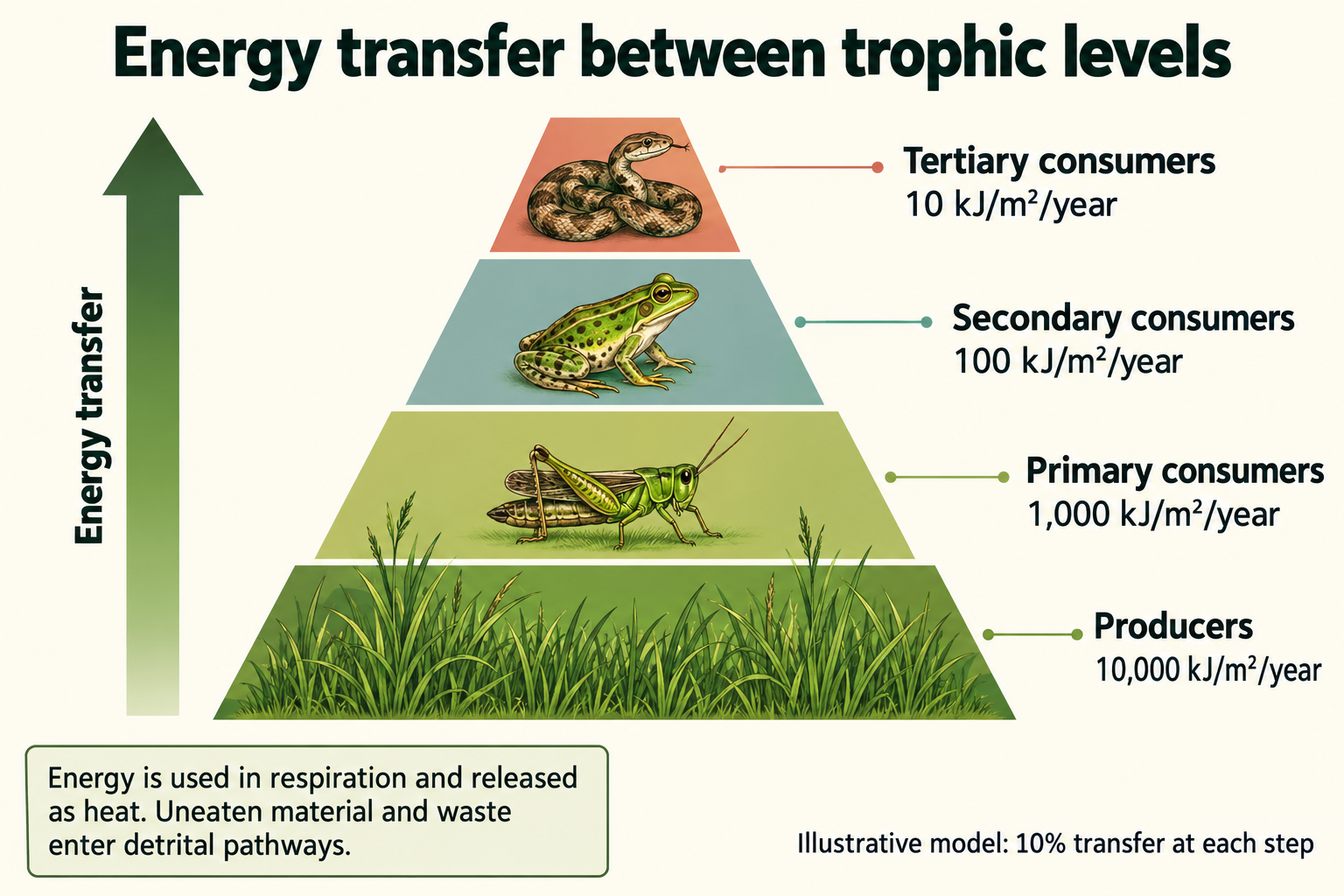 Illustrative energy pyramid: producers 10,000, primary consumers 1,000, secondary consumers 100 and tertiary consumers 10 kJ per square metre per year.