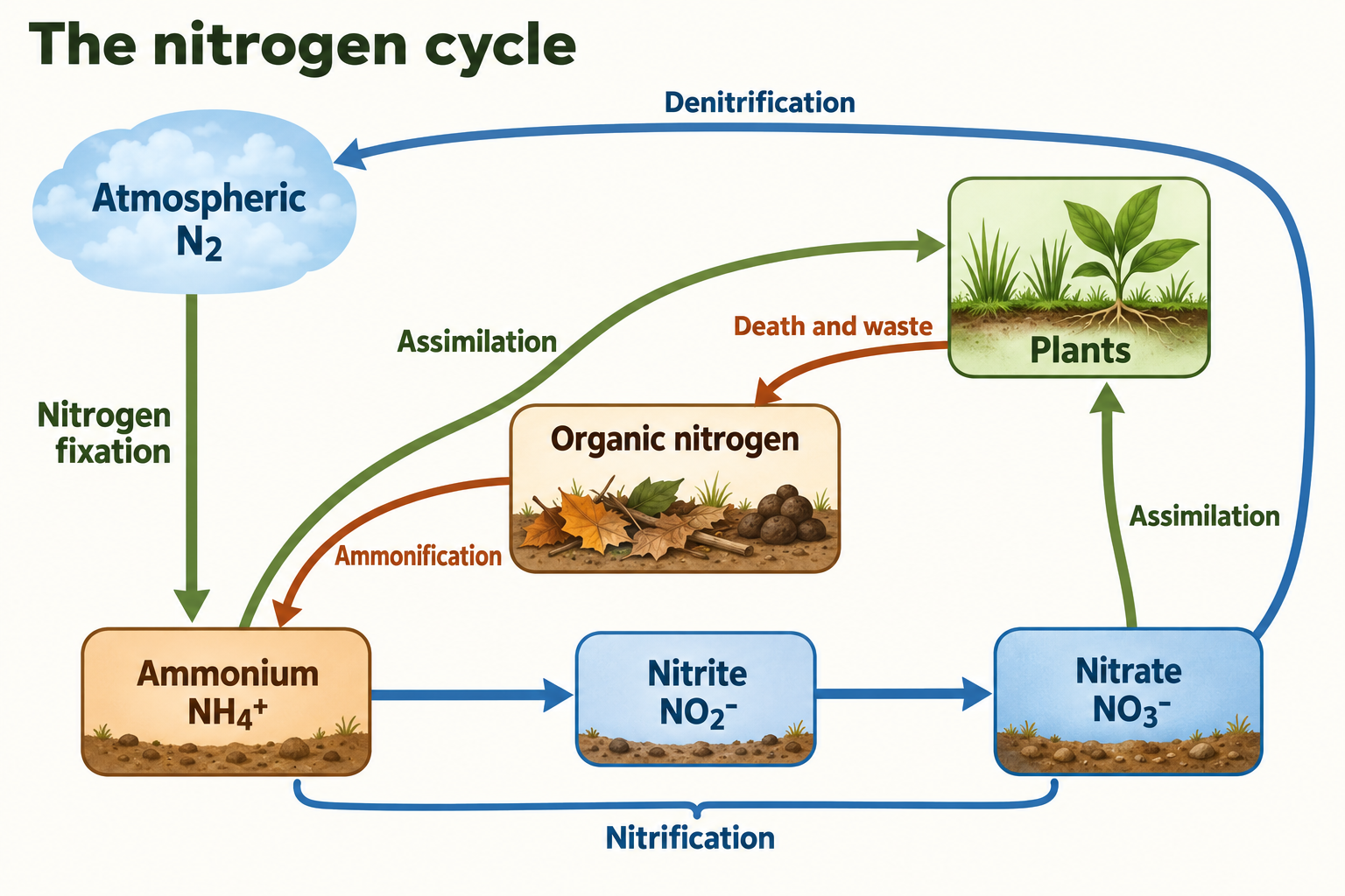 Nitrogen-cycle diagram: N2 fixation to ammonium; nitrification to nitrite and nitrate; assimilation, ammonification and denitrification back to N2.