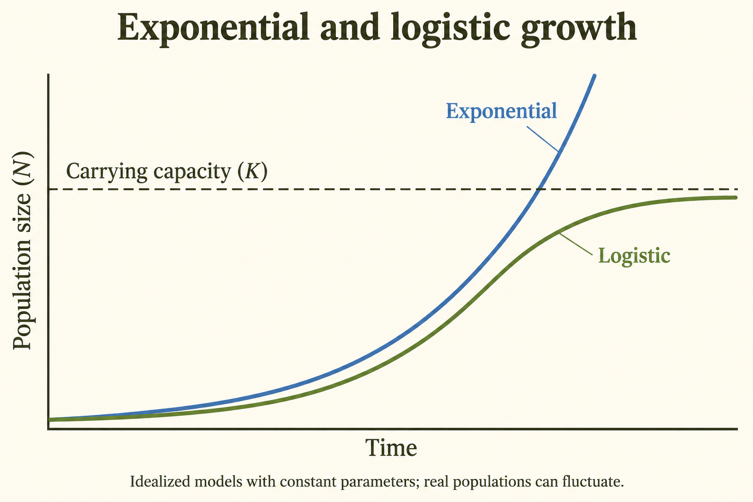 Exponential population size rises in a J shape, while logistic growth forms an S curve approaching a fixed carrying capacity K from below.