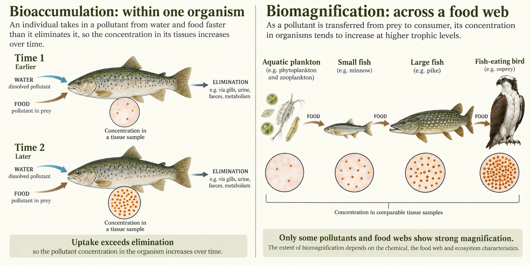 One fish accumulates a persistent contaminant over time; a plankton-to-fish-to-osprey food chain illustrates increasing tissue concentrations across trophic levels.