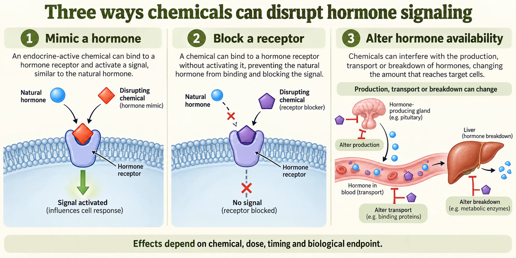 Three simplified pathways show a chemical mimicking a hormone, blocking a receptor, or changing hormone availability.