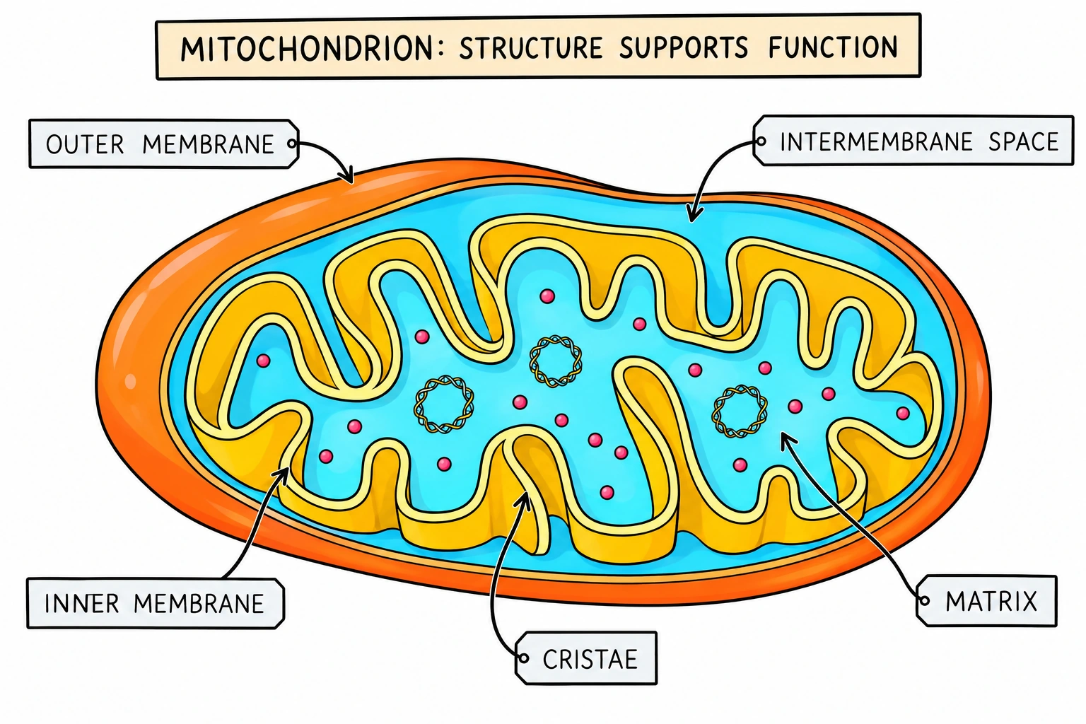 How Mitochondria Make ATP | Cellular Respiration Explained – NUM8ERS